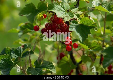 primo piano delle bacche commestibili traslucide rosse appese al ribes rosso sui rami Foto Stock