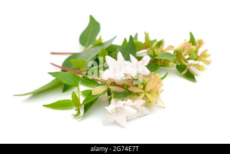 Linnaea grandiflora o Abelia grandiflora. Isolato su sfondo bianco. Foto Stock