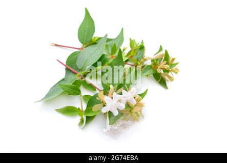 Linnaea grandiflora o Abelia grandiflora. Isolato su sfondo bianco. Foto Stock