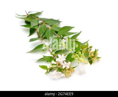 Linnaea grandiflora o Abelia grandiflora. Isolato su sfondo bianco. Foto Stock