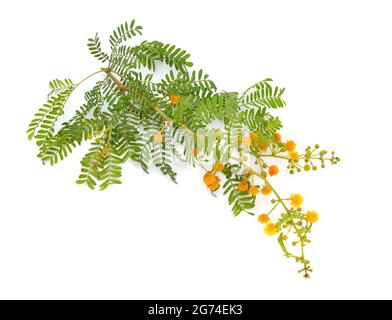 Acacia, comunemente conosciuta come i wattles o acacias. Isolato su sfondo bianco. Foto Stock