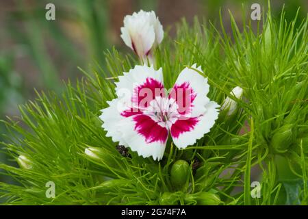 Una pianta da giardino ben nota e profumata, Sweet William o Dianthus barbatus. Messa a fuoco selettiva, primo piano. Foto Stock