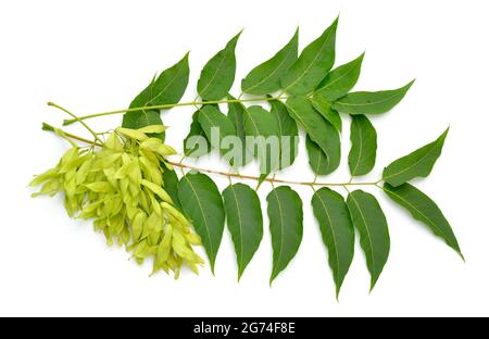 Ailanthus altissima, comunemente noto come albero del cielo, ailanthus, albero di vernice, o in cinese come chouchun. Isolato Foto Stock