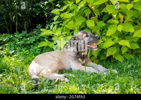 Il cucciolo di razza il Wolfhound irlandese, di tre mesi, poggia su un'erba verde nel cortile. Foto Stock