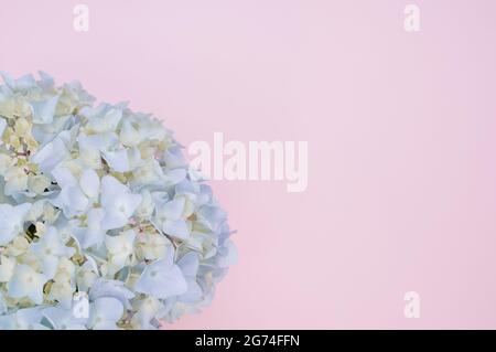 Una vista dall'alto di un fiore blu di idrangea su uno sfondo viola Foto Stock