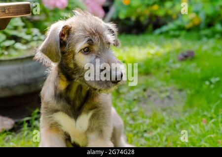 Tre mesi di cinta irlandese nel Garden.The cucciolo di cane di razza poggia su un grass.Majestic irlandese Wolfhound senza il collare passeggiate Foto Stock