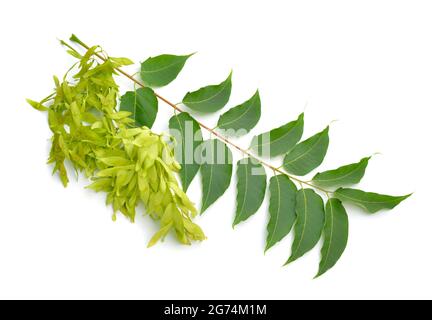 Ailanthus altissima, comunemente noto come albero del cielo, ailanthus, albero di vernice, o in cinese come chouchun. Isolato Foto Stock