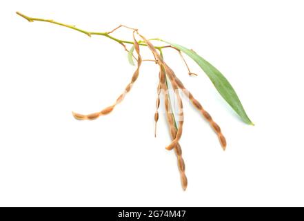 Nerifolia di acacia, conosciuta anche come sonaglino dell'oleandro, sonaglino d'argento o sonaglino pechy isolato su sfondo bianco. Foto Stock