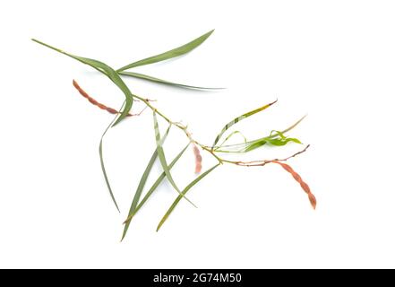 Nerifolia di acacia, conosciuta anche come sonaglino dell'oleandro, sonaglino d'argento o sonaglino pechy isolato su sfondo bianco. Foto Stock