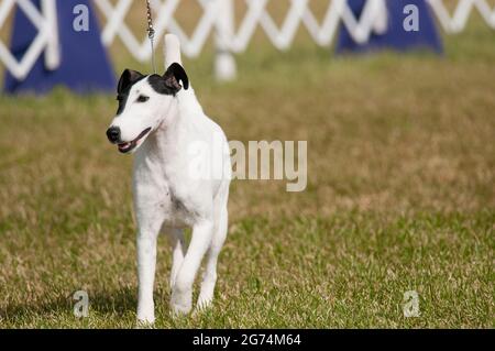 Smooth Fox Terrier ad uno spettacolo di cani a New York Foto Stock