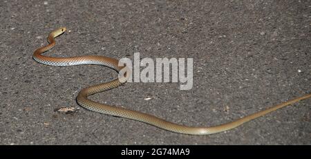 Serpente di frusta con la faccia gialla, psammophis di Demansia, scivolando attraverso il viale di asfalto in giardino, montagna di Tamborine, Australia. Splendente al sole primaverile. Foto Stock