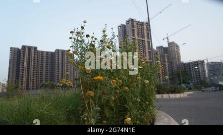 Progetti residenziali Jaypee, in costruzione a Noida Foto Stock