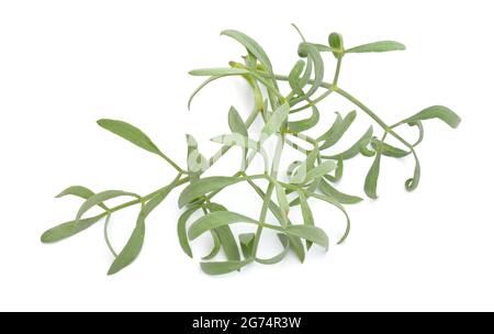 Crithmum maritimum, conosciuto come samphire di roccia, finocchio di mare o samphire. Isolato su sfondo bianco. Foto Stock