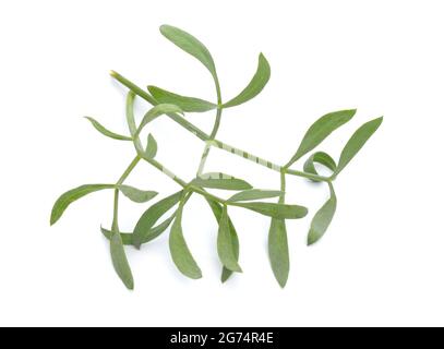 Crithmum maritimum, conosciuto come samphire di roccia, finocchio di mare o samphire. Isolato su sfondo bianco. Foto Stock