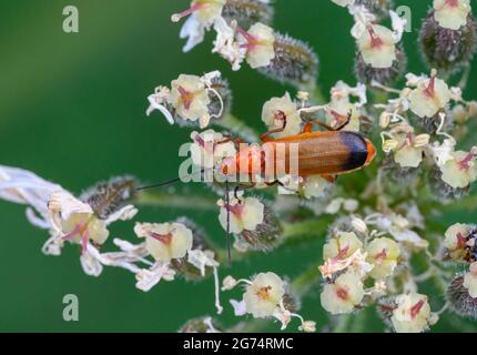 Primo piano di un comune Red Soldier Beetle (Rhagonycha fulva) sulla testa di fiore di Cow prezzemolo. A volte è chiamato Beetle Bloodsucker. Foto Stock