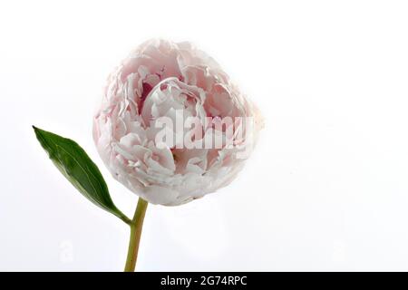 Una bella Peony solitaria rosa pallido (famiglia Paeoniaceae) fotografò uno sfondo bianco chiaro Foto Stock