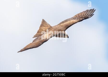 Black Kite - Milvus migrans - volare nel Parco Nazionale di Donana, Andalusia, Spagna Foto Stock