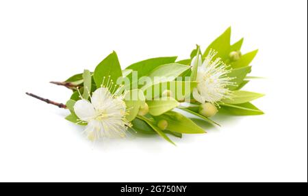 Myrtus o mirto. Isolato su sfondo bianco. Foto Stock