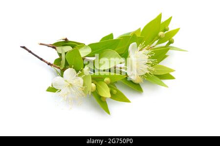 Myrtus o mirto. Isolato su sfondo bianco. Foto Stock