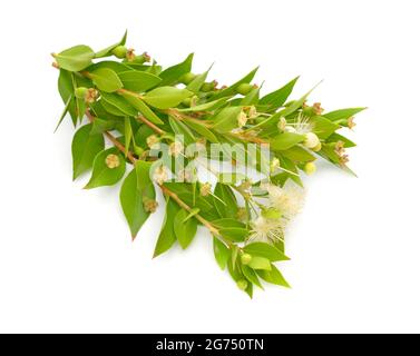 Myrtus o mirto. Isolato su sfondo bianco. Foto Stock