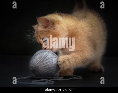 Un gattino britannico con zittine dorate gioca con una palla di fili blu su uno sfondo nero. Foto Stock