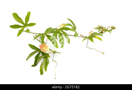 Passiflora, conosciuta anche come fiori di passione o viti di passione. Isolato su sfondo bianco Foto Stock