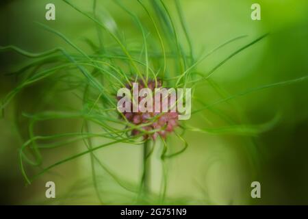 Allium vineale. Bulbetto di aglio selvatico. Bulbil, Bulbel, Inghilterra, Regno Unito Foto Stock