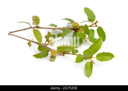 Quercus coccifera o kermes rovere. Isolato su sfondo bianco. Foto Stock