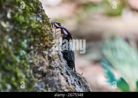 Il barile europeo (Lucanus cervicus) Foto Stock