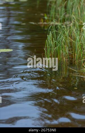 Erba serpente erba serpente Natrix natrix nuoto in un lago Foto Stock