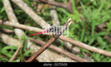 Primo piano di un trench di libellula con coda rossa su un bastone di gomma asciutto Foto Stock