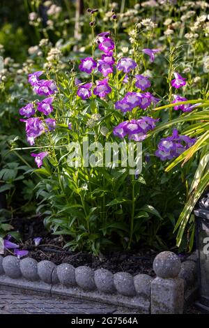 Penstemon ‘Pensham Czar’ Foto Stock