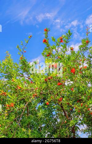 Primavera nel frutteto. Rami di melograno ( Punica granatum ) con foglie verdi e fiori rossi luminosi contro il cielo blu in giornata di sole Foto Stock