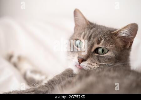 Gatto simpatico e divertente ha bloccato la lingua e guarda a sorpresa, con gli occhi verdi, poggiando su un letto morbido. Siesta. Foto Stock