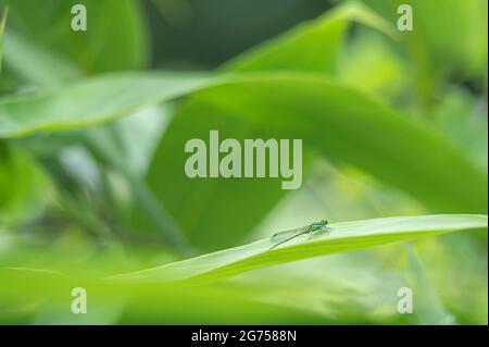 Dragonfly su una foglia verde. Smeraldo brillante. Somatochlora metallica. Losanna, Svizzera. Bellezza in natura. Foto Stock