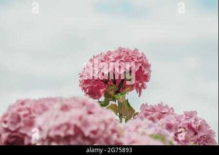 Fiori di idrangea rosa e viola fioriscono in primavera e in estate in un giardino. Hydrangea macrophylla. hortensia fiori. Bellezza in natura. Foto Stock