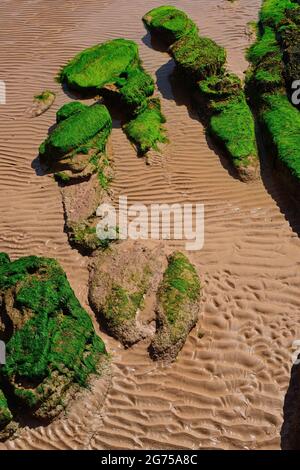 Rocce coperte di alghe sulla spiaggia, e increspature nella sabbia. Foto Stock