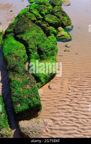 Rocce coperte di alghe sulla spiaggia, e increspature nella sabbia. Foto Stock