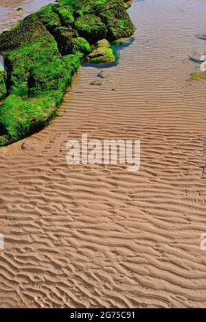 Rocce coperte di alghe sulla spiaggia, e increspature nella sabbia. Foto Stock