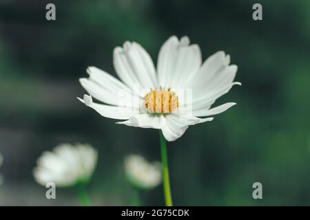Primo piano del fiore del cosmo (Cosmos Bipinnatus). Bel fiore rosa cosmo con sfondo verde. Foto Stock