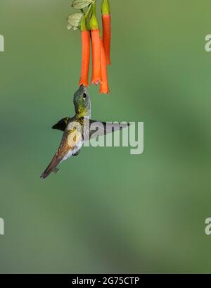 Smeraldo andino (Amazilia franciae) femmina Foto Stock