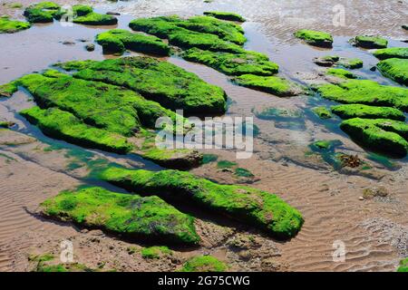 Rocce coperte di alghe sulla spiaggia, e increspature nella sabbia. Foto Stock