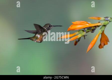 Woodstar (Calliphlox mitchellii) di colore viola, giovanile maschile Foto Stock