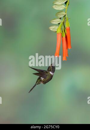 Woodstar (Calliphlox mitchellii) di colore viola Foto Stock