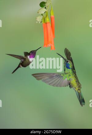 Green Violetear, Violetear messicano (Colibri Thalassinus) e Woodstar porpora (Calliphlox mitchellii) maschio che circondano un fiore Foto Stock