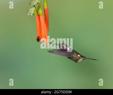 Woodstar con gola viola (Calliphlox mitchellii) Foto Stock