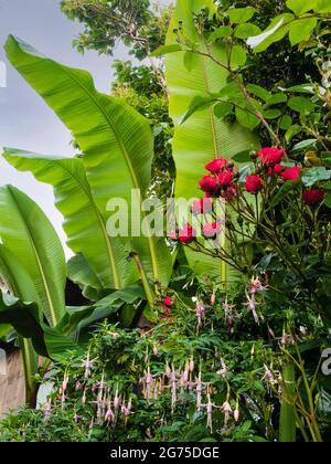 Piantagione combinata di banana dura Musa basjoo, rosa 'Paul's Scarlet' e rosa pallido Fuchsia magellanica var molinae in un giardino esotico di Plymouth, Regno Unito Foto Stock