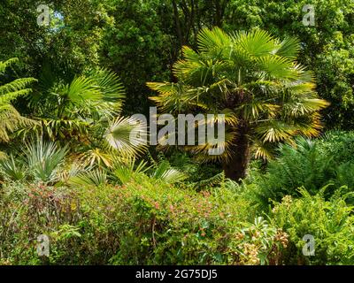 Trachycarpus Fortunei, la palma ardita dei fan di Chusan, che cresce nel giardino dell del parco di campagna del Monte Edgcumbe, Cornovaglia, Regno Unito Foto Stock