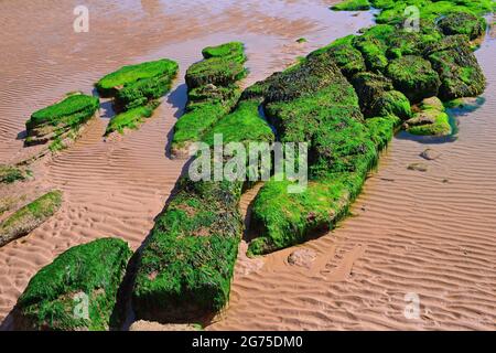 Rocce coperte di alghe sulla spiaggia, e increspature nella sabbia. Foto Stock