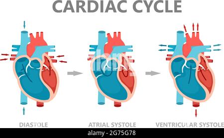 Fasi del ciclo cardiaco: Diastole, sistole atriale e diastole atriale. Circolazione del sangue attraverso il cuore. Anatomia cardiaca umana con sangue Illustrazione Vettoriale